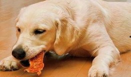 狗狗最新爆料视频下载安装,揭秘萌宠日常，萌态百出引网友热议