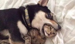 狗狗最新爆料视频下载安装,揭秘萌宠日常，萌态百出引网友热议